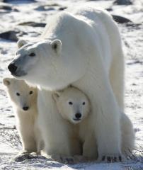 A-polar-bear-and-its-cubs.jpg