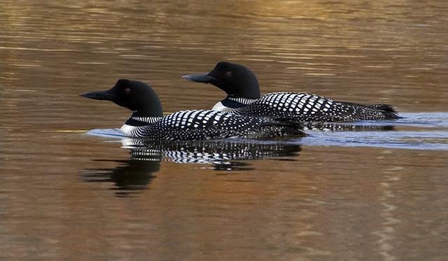 LakeParkWetaskiwinAlberta_Loons29042008R