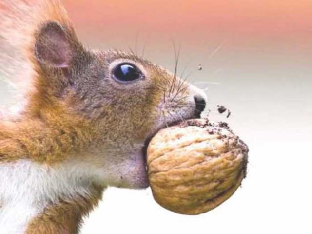 funny_squirrel_pict…