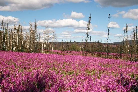 fireweed-field.jpg