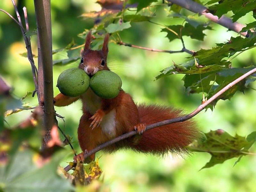 Funny-Squirrel-86.jpg