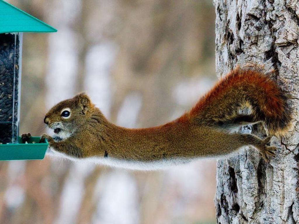 Funny-Squirrel-89.jpg