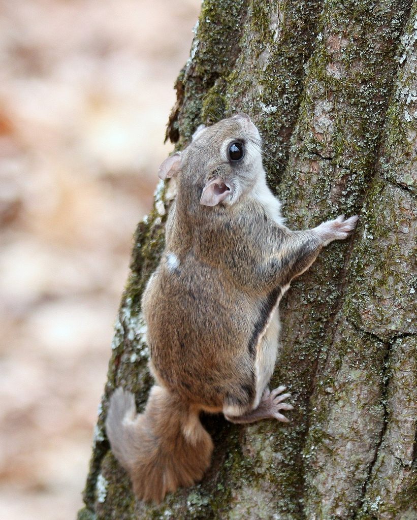 Glaucomys_volans_2.jpg